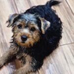 Seleção feminina fará amistosos contra Costa Rica, Venezuela e México