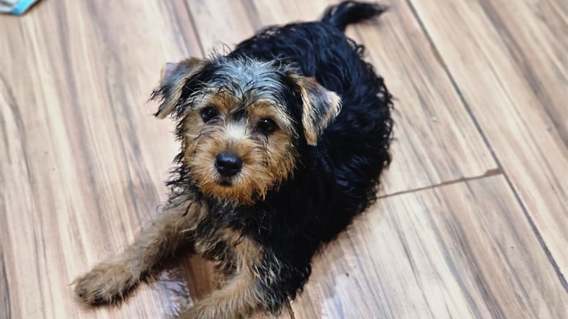 Comissão da ALERJ de defesa dos animais resgata 11 cachorros submetidos a maus-tratos em canil clandestin