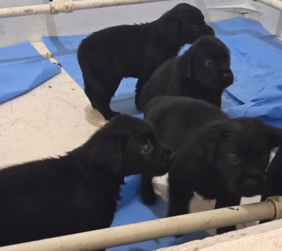 PM começa treinamento de 20 filhotes no Batalhão de Ações com Cães